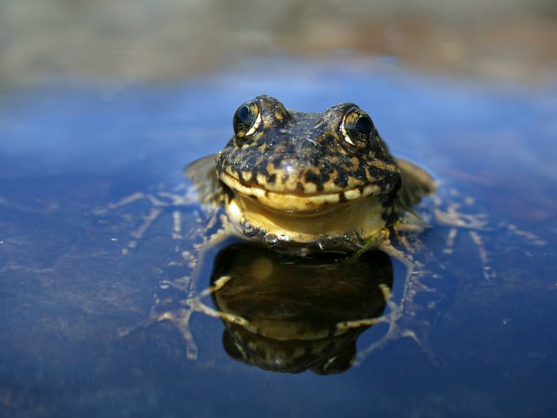 Sierra Nevada yellow-legged frog (Rana sierrae)